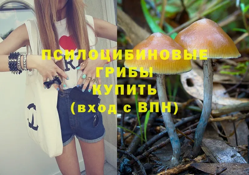 Галлюциногенные грибы Psilocybe  Наволоки 